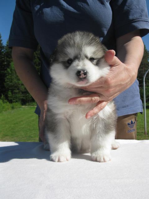 Halikarnassos4vk (2).JPG - Halikarnassos 4 weeks